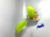 Hoya sp quang tri - Unrooted