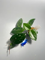 Hoya carnosa freckles splash - active growth