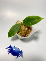 Hoya darwinii pink - active growth
