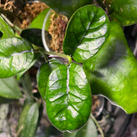 Hoya villosa cao dang / Cao bang- fresh cut 1 node - unrooted