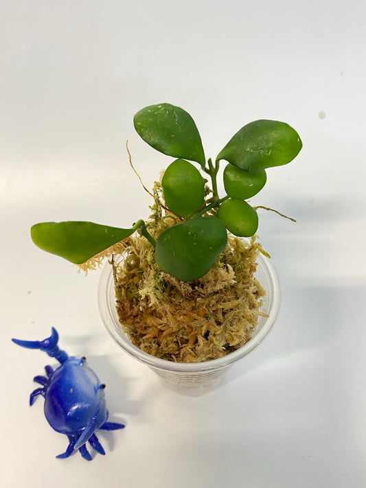 Hoya heuschkeliana yellow - starting to root