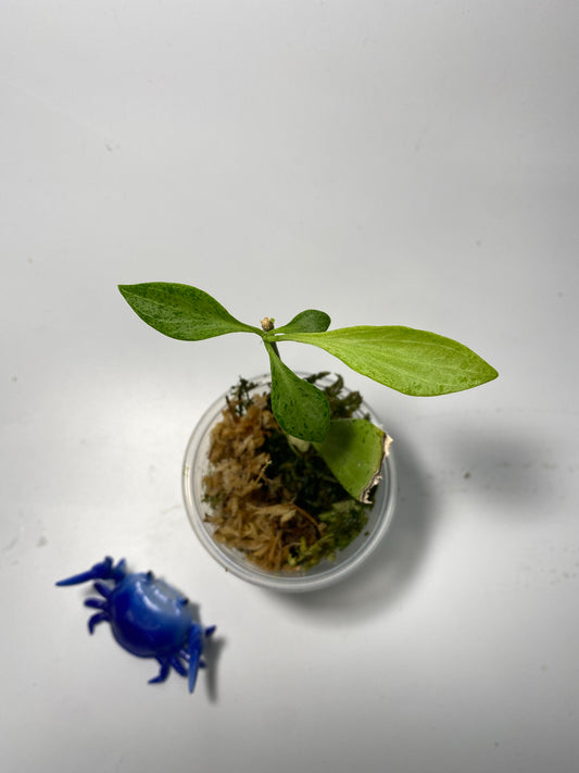 Hoya New Guinea ghost - active growth