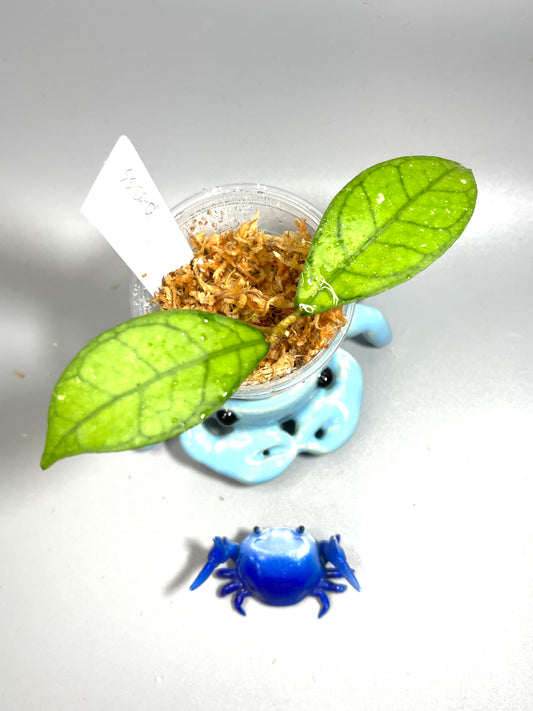 Hoya SS20-01 - starting to root