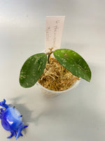 Hoya phuwuaensis - starting to root