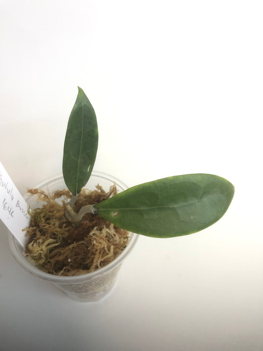 Hoya sp bintulu iml 1646 - fresh cutting