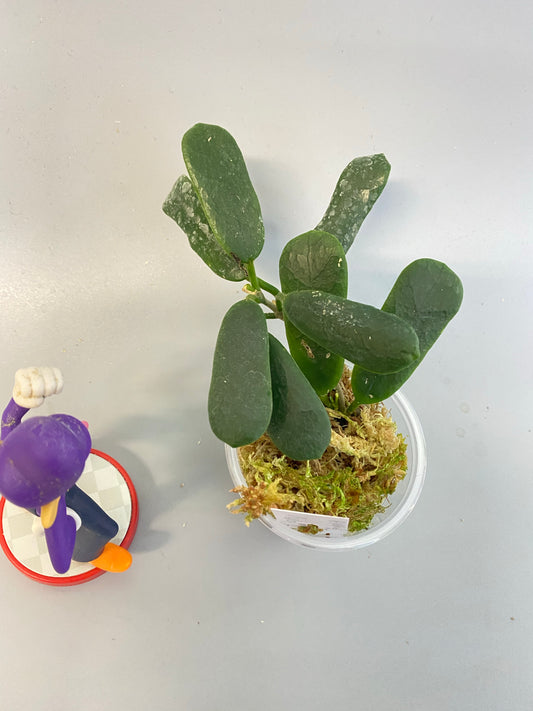 Hoya rotundiflora - with active growth