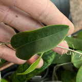 Hoya apoda - fresh cut - 1 node - Unrooted