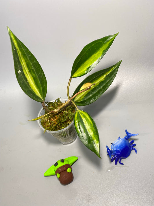 Hoya macrophylla pot of gold - active growth