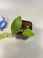 Hoya parasitica splash - growing