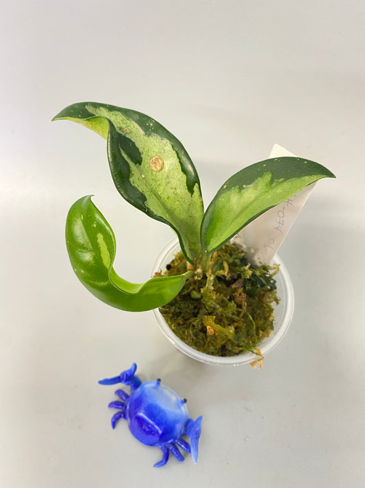 Hoya AH-074 silver clone- active growth