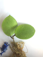 Hoya sweet scent