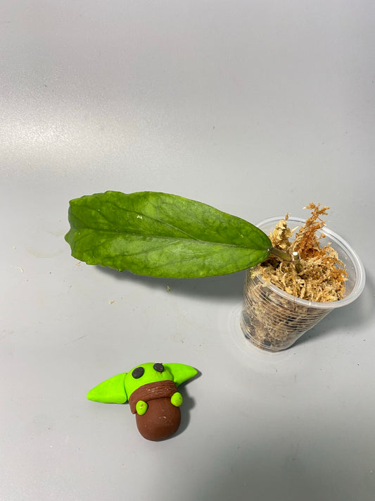 Hoya cv golden eye - unrooted