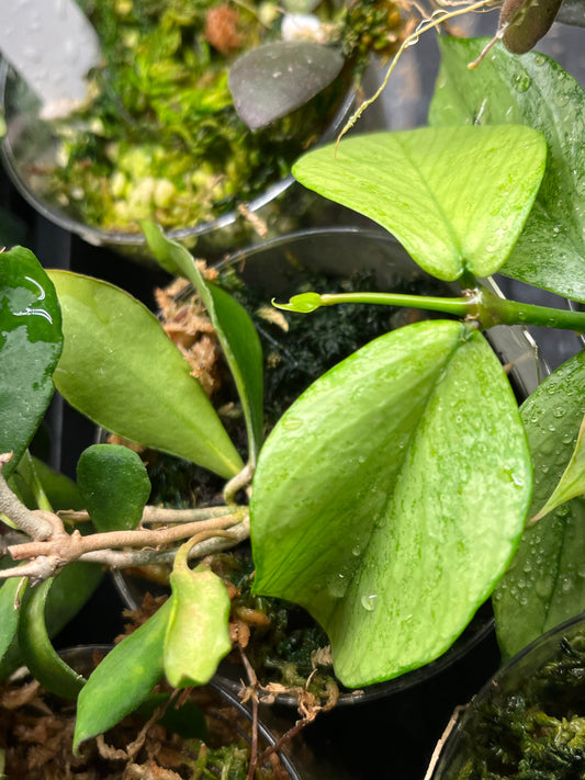 Hoya polyneura silver - fresh cut 1 node