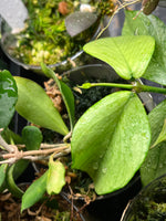 Hoya polyneura silver - fresh cut 1 node
