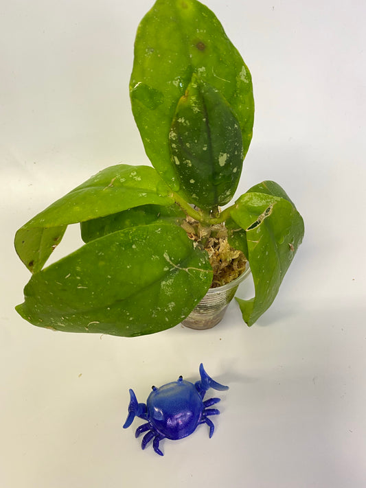 Hoya mitrata with splash - just starting to root