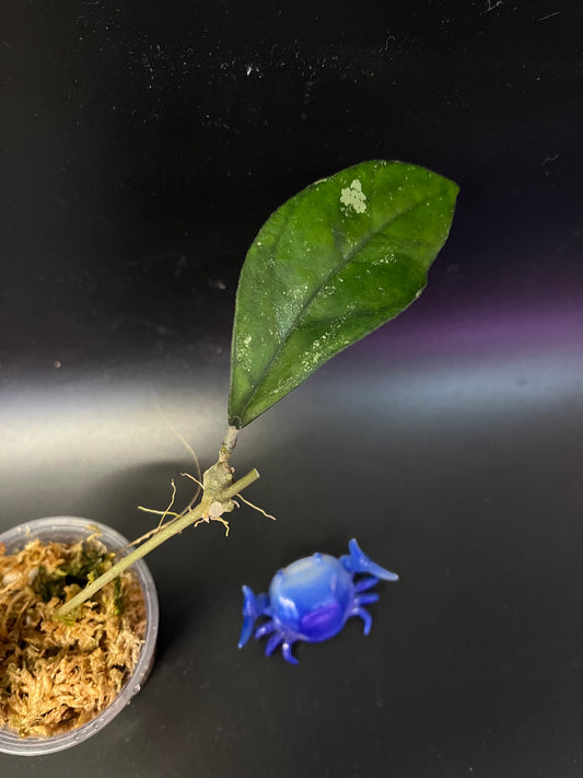 Hoya sp bahoi -  Unrooted