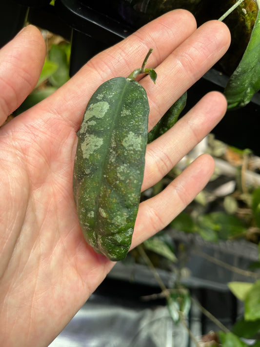 Hoya corneri - Unrooted 1 node.