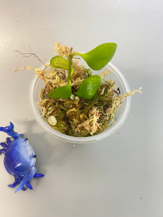 Hoya heuschkeliana - rooted