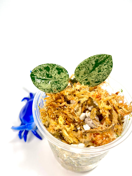 Hoya mathilde with splash - Unrooted