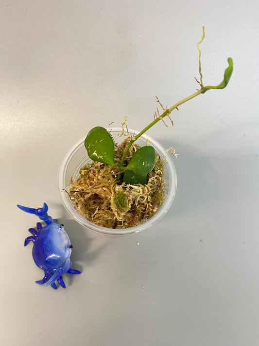 Hoya heuschkeliana - rooted - free addon
