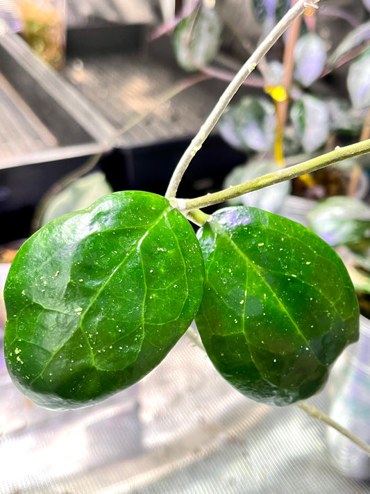 Hoya tha tum - fresh cut 1 node - Unrooted