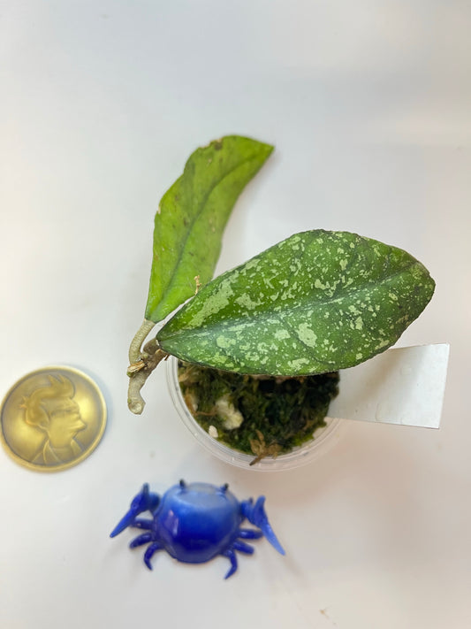 Hoya sp bahoi - has roots