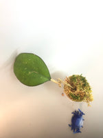 Hoya Joy - growth point emerging