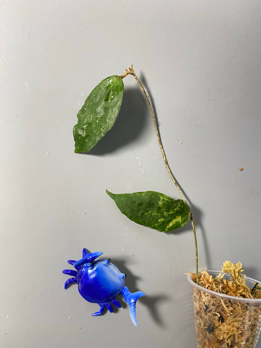 Hoya caudata big green leaf - unrooted