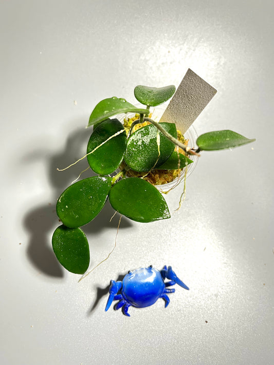 Hoya cv chouke - has some roots