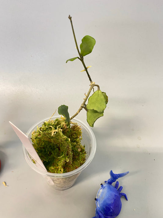 Reserved for Zuleica - Hoya kanyakumariana - active growth