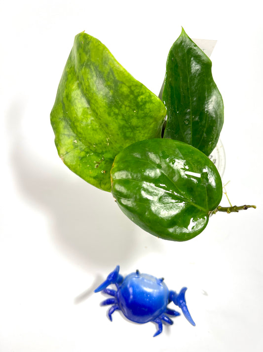 Hoya pentaphlebia - active growth