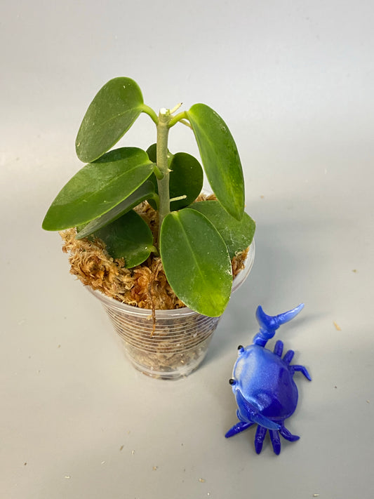 Hoya cumingiana - just starting to root