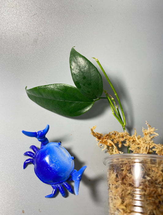 Hoya chewiorum - Unrooted