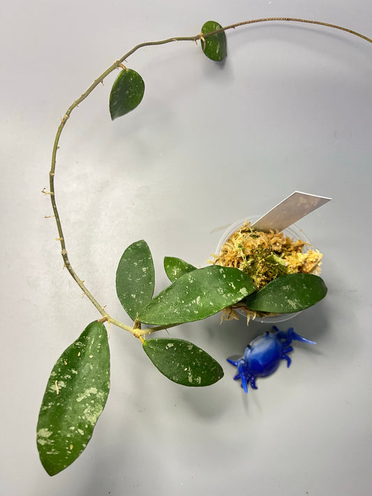 Hoya phuwuaensis - active growth