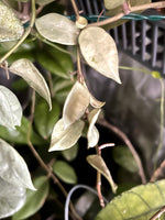 Hoya Louisa silver - fresh cut - 4 nodes - Unrooted