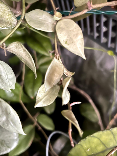 Hoya Louisa silver - fresh cut - 4 nodes - Unrooted