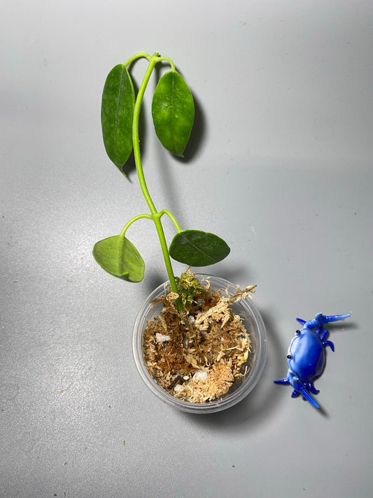 Hoya sussuela - Unrooted