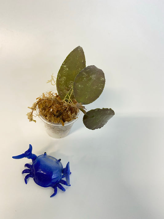 Hoya caudata Sumatra - has some roots