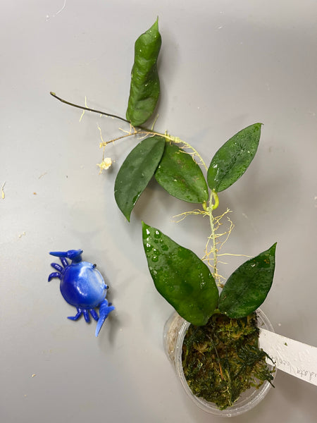 Hoya caudata hooker - active growth