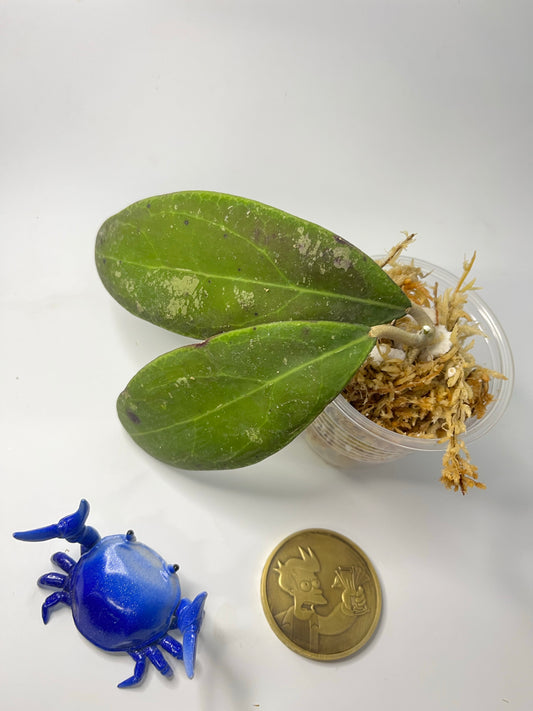 Hoya rintzii borneo -Unrooted