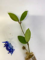 Hoya patricia - Darwinii x Elliptica - unrooted