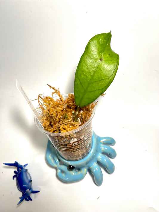 Hoya gunung gading - 1 node / 1 leaf - Unrooted