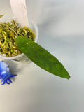 Hoya scortechinii