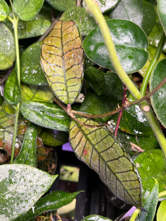 Hoya gunung gading - fresh cut - Unrooted