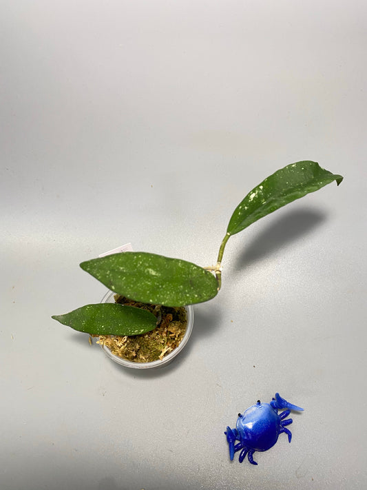 Hoya scortechinii pink UT001- has some roots