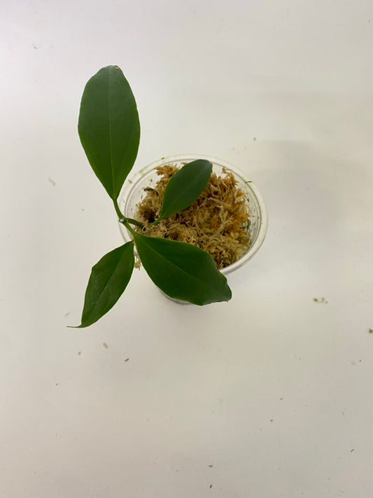 Hoya buotii sunrise - Unrooted