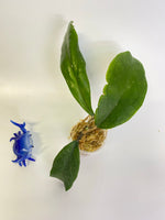 Hoya epc 1016 hybrid (incrassata x acuta) - starting to root