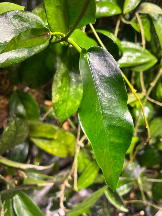Hoya Archboldiana - 1 node - Unrooted