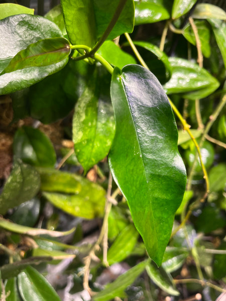 Hoya Archboldiana - 1 node - Unrooted