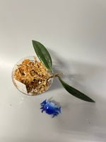 Hoya sulawesiana - Unrooted